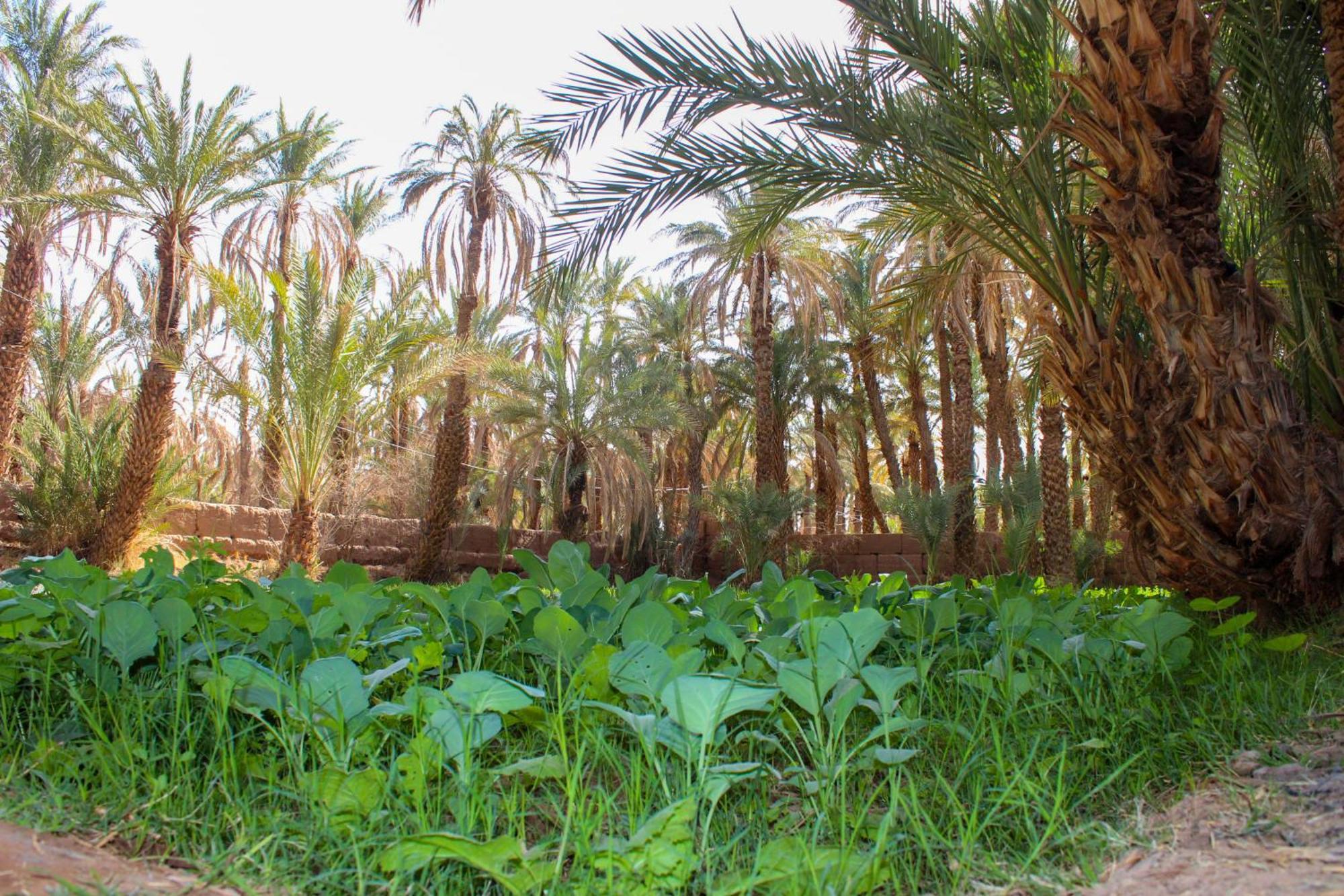 זאגורה Riad Soleil Du Monde מראה חיצוני תמונה